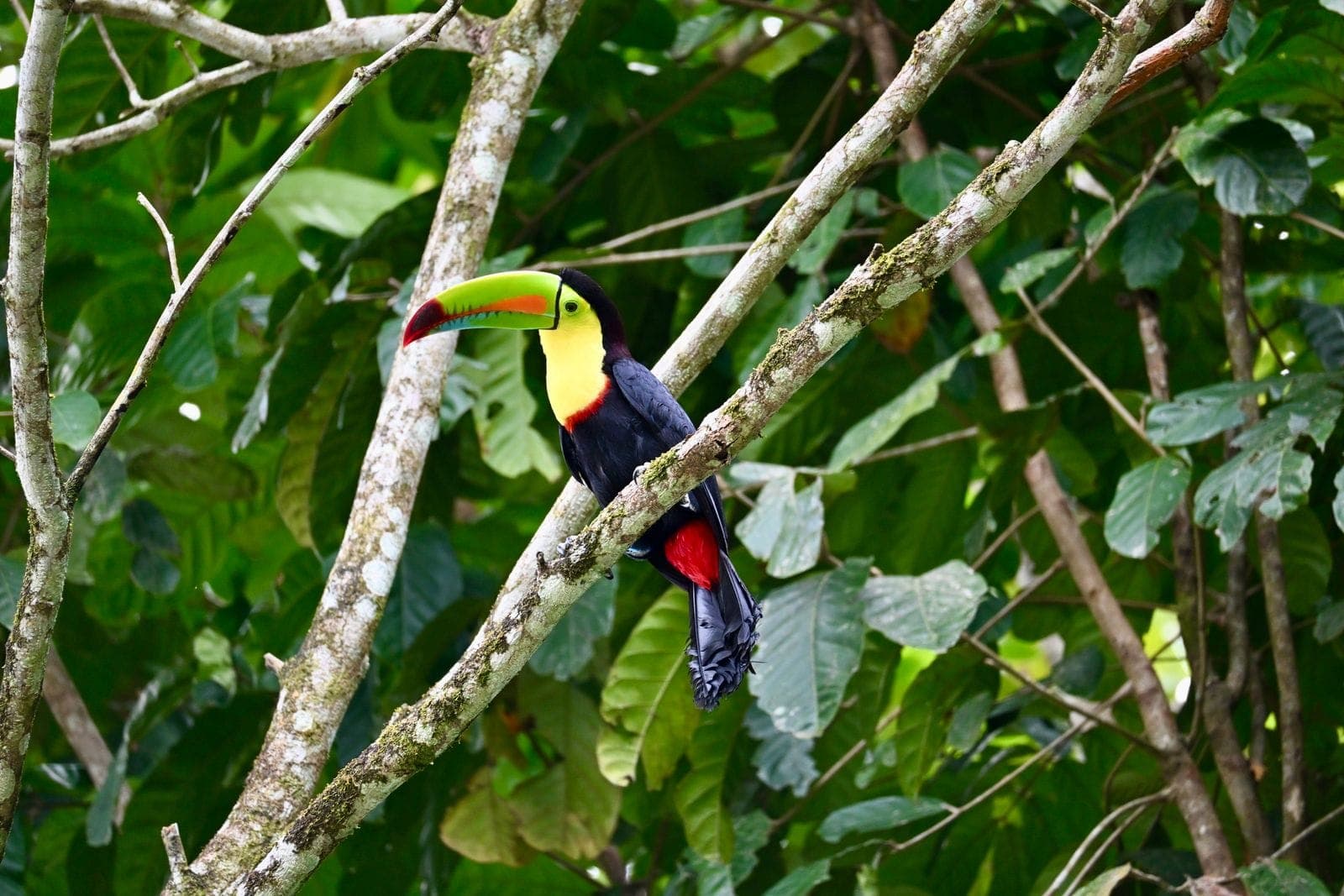 A keel-billed toucan in the Costa Rican rainforest.