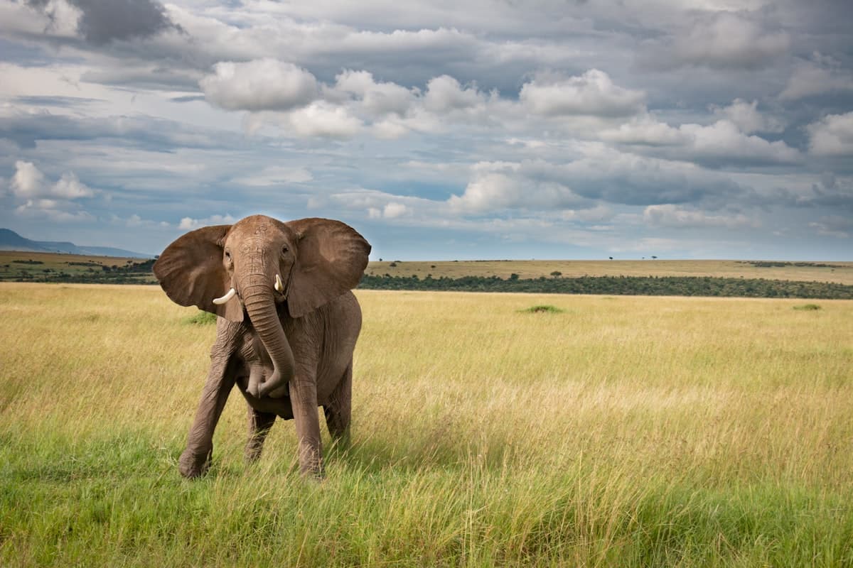 Kenya landscape