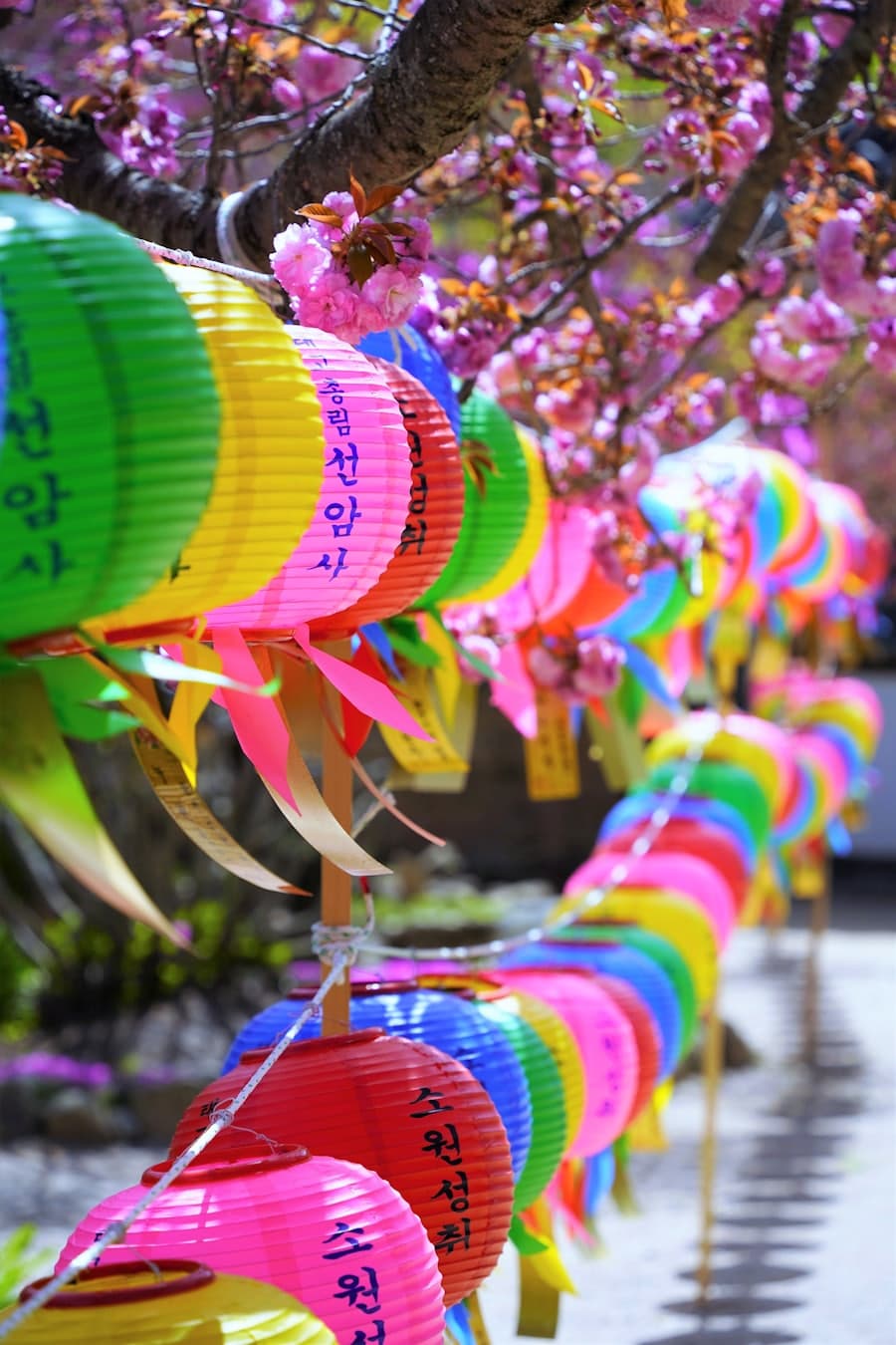 Colorful lotus lanterns at a Korean temple in spring.