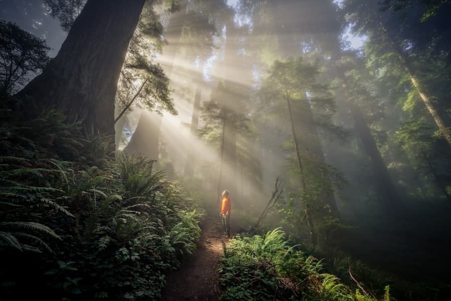 Sunbeams breaking through a misty redwood forest.