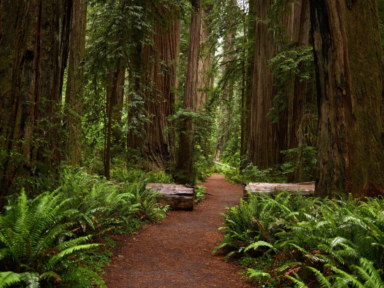 A fern-lined trail through giant redwoods in Northern California.